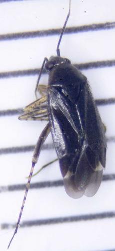 Réf. 234 851 : Plagiognathus arbustorum